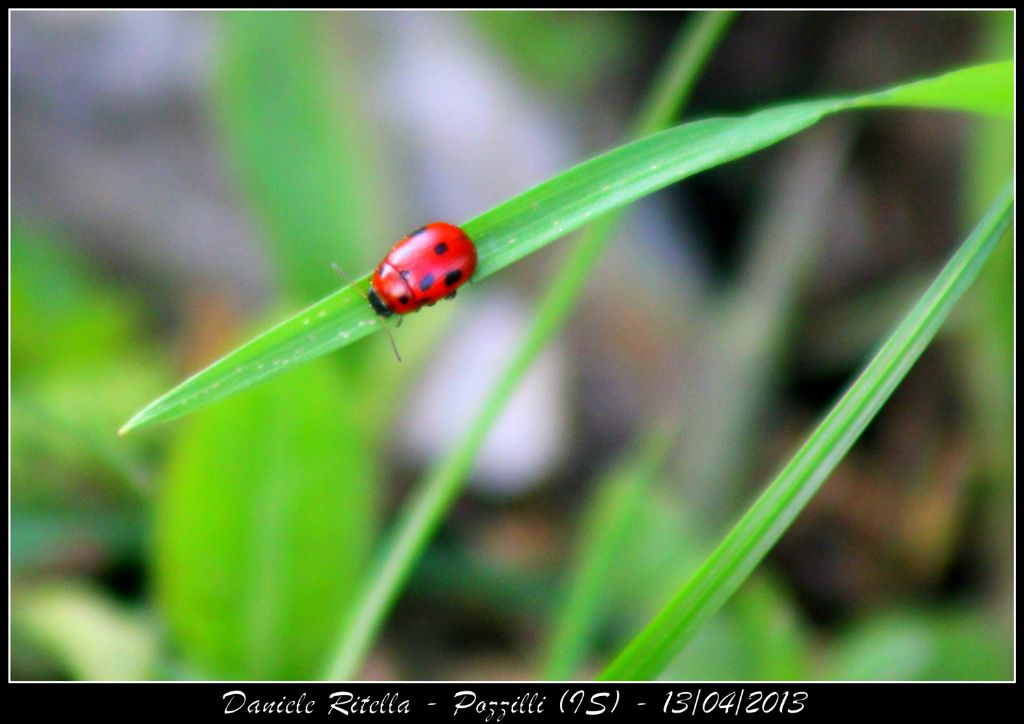 Gonioctena fornicata